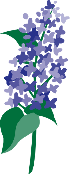 Lilac Flower Illustration